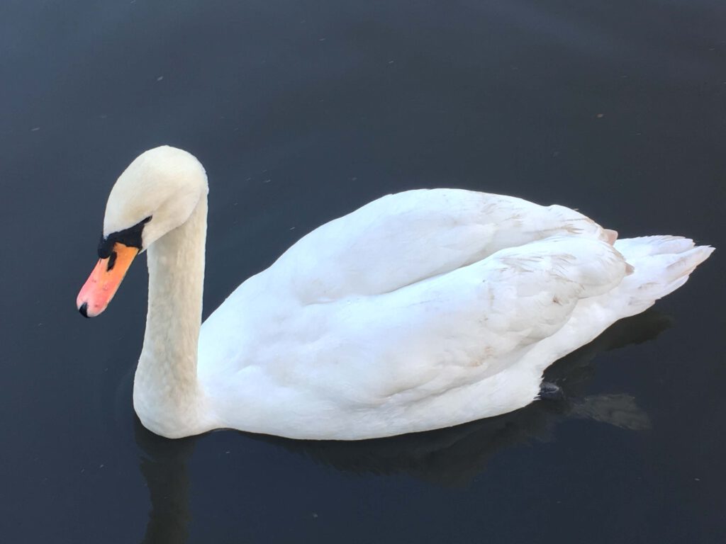 Die Alster mit Alsterschwan