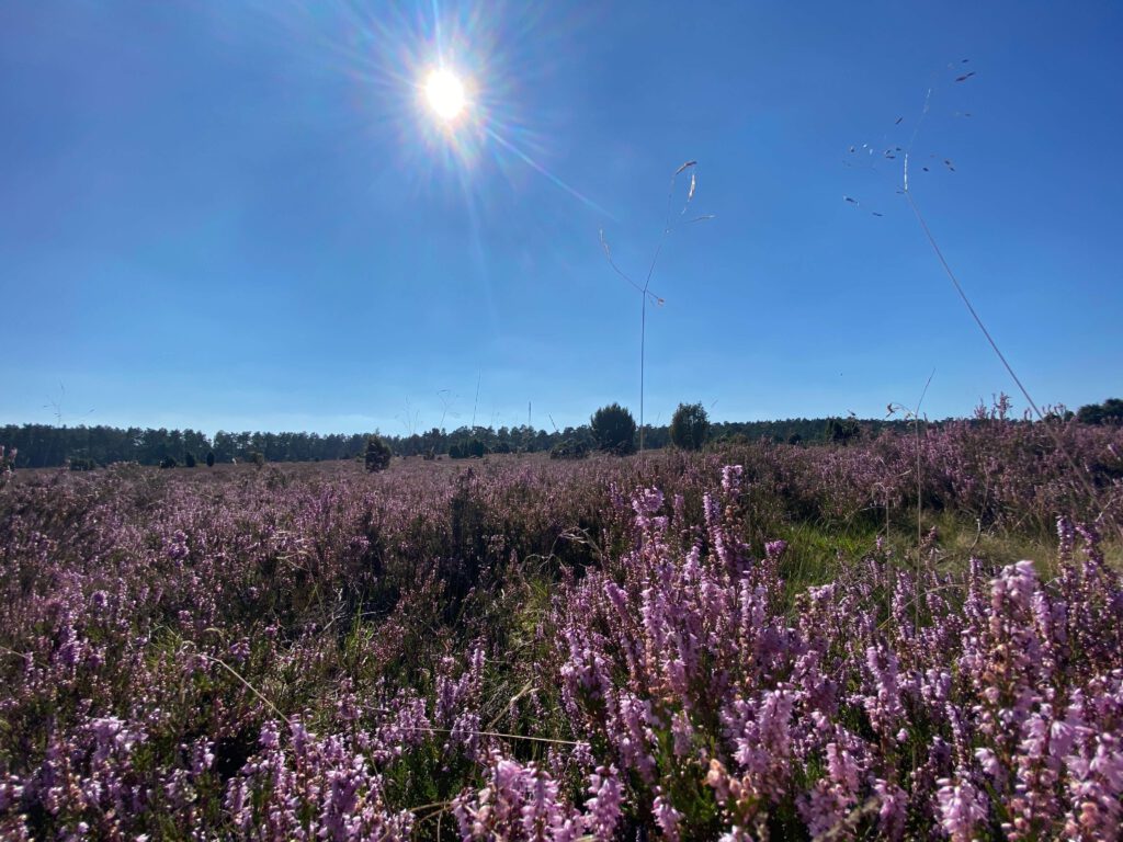 Heideblüte in der Fischbeker Heide bei strahlendem Sonnenschein